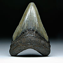 Megalodon-Haizahn: Carcharocles megalodon