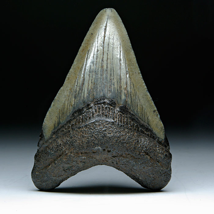 Megalodon-Haizahn