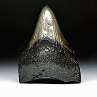 Megalodon-Haizahn: Carcharocles megalodon