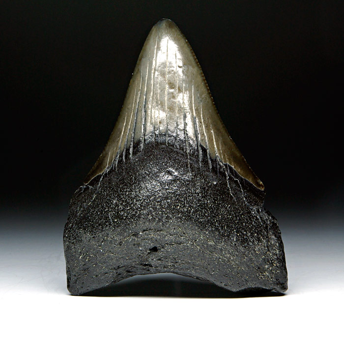 Megalodon-Haizahn