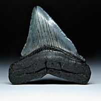 Megalodon-Haizahn: Carcharocles megalodon
