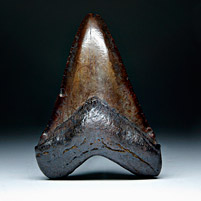 Megalodon-Haizahn: Carcharocles megalodon