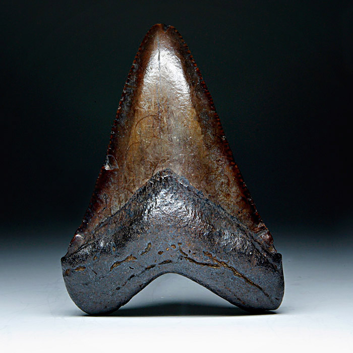 Megalodon-Haizahn