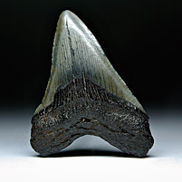 Megalodon-Haizahn: Carcharocles megalodon