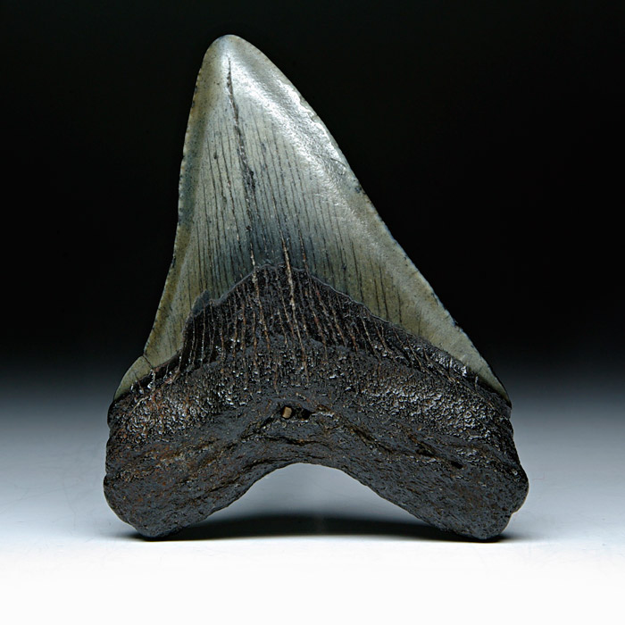 Megalodon-Haizahn