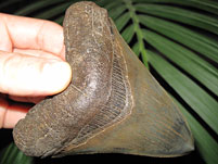 Megalodon-Haizahn: Carcharocles megalodon