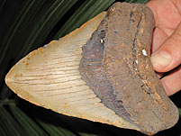 Megalodon-Haizahn: Carcharocles megalodon