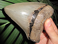 Megalodon-Haizahn: Carcharocles megalodon