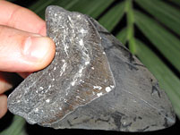 Megalodon-Haizahn: Carcharocles megalodon