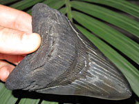 Megalodon-Haizahn: Carcharocles megalodon