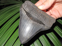 Megalodon-Haizahn: Carcharocles megalodon