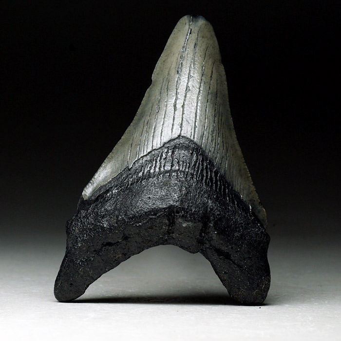 Megalodon-Haizahn