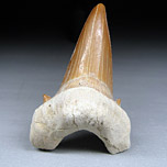 Haifischzahn, Otodus obliquus