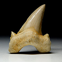 Haifischzahn aus Marokko, Otodus obliquus