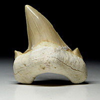 Haifischzahn aus Marokko, Otodus obliquus