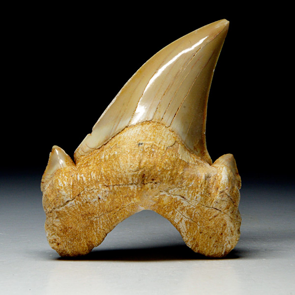 Haizahn aus Marokko: Otodus obliquus
