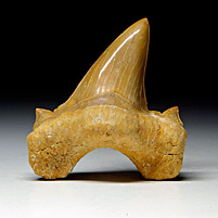Haifischzahn aus Marokko, Otodus obliquus