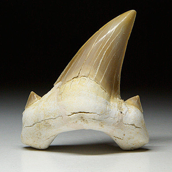 Haizahn aus Marokko: Otodus obliquus