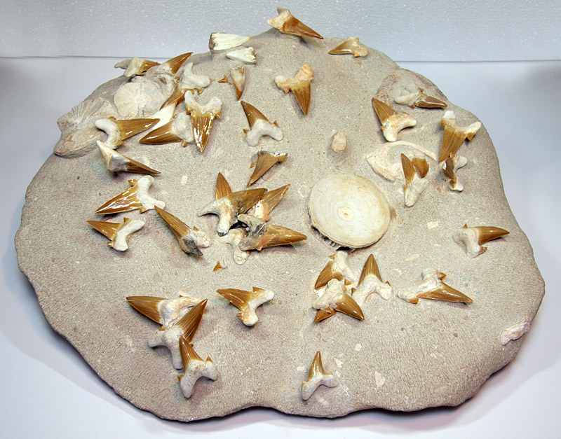 40 Haifischz�hne und 4 Wirbel, Otodus obliquus