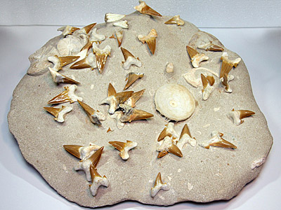 40 Haifischz�hne und 4 Wirbel, Otodus obliquus