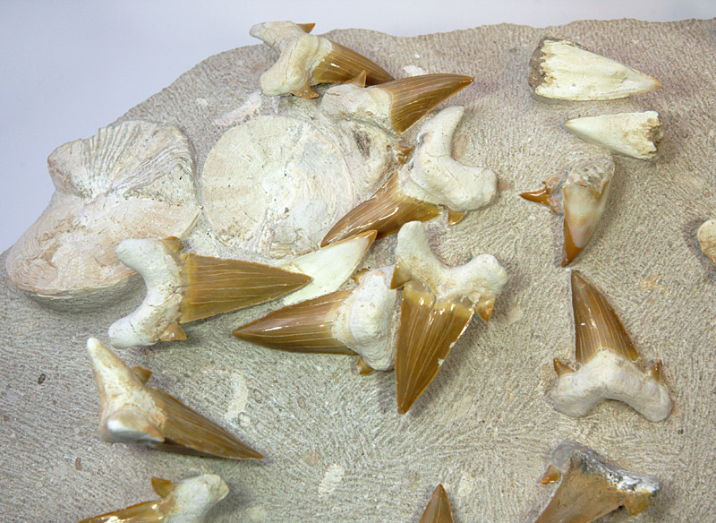 40 Haifischz�hne und 4 Wirbel, Otodus obliquus