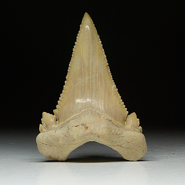 Haizahn, Palaeocarcharodon orientalis
