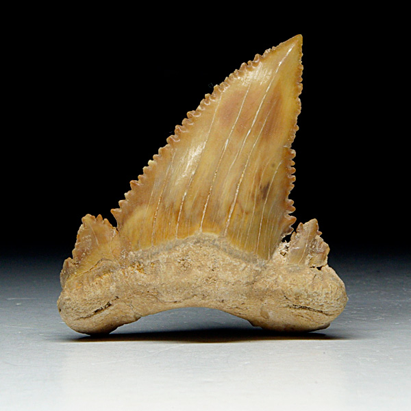 Haizahn, Palaeocarcharodon orientalis