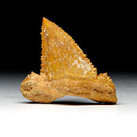 Haifischzahn aus Marokko, Palaeocarcharodon orientalis
