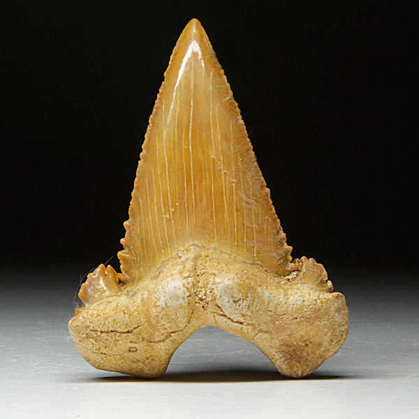 Haizahn, Palaeocarcharodon orientalis