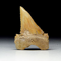 Haifischzahn aus Marokko, Palaeocarcharodon orientalis