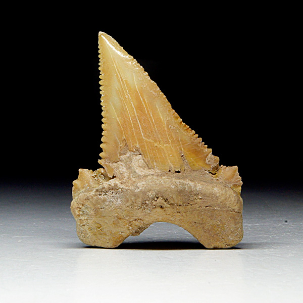 Haizahn, Palaeocarcharodon orientalis