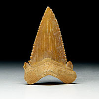 Haifischzahn aus Marokko, Palaeocarcharodon orientalis