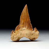 Haifischzahn aus Marokko, Palaeocarcharodon orientalis