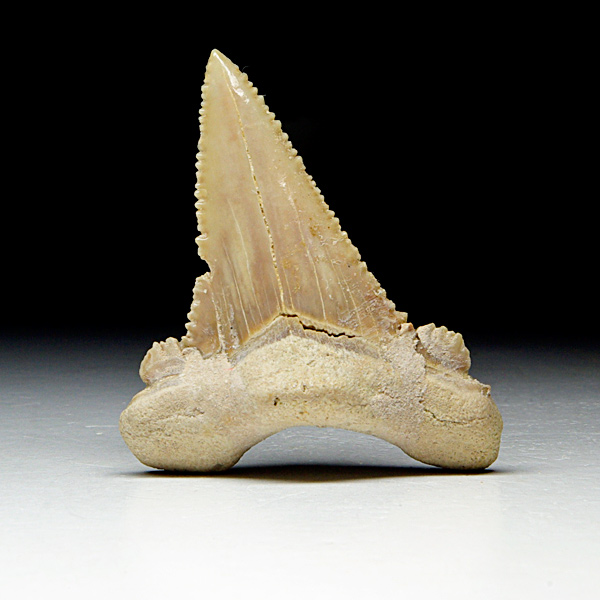 Haizahn, Palaeocarcharodon orientalis