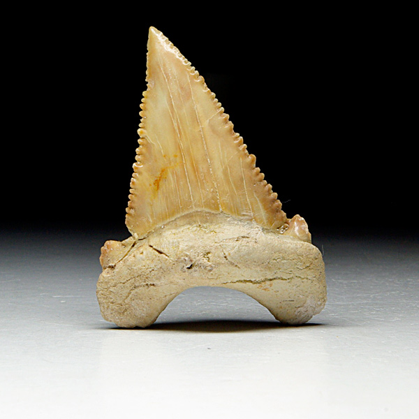 Haizahn, Palaeocarcharodon orientalis