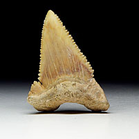 Haifischzahn aus Marokko, Palaeocarcharodon orientalis