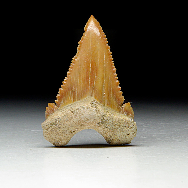 Haizahn, Palaeocarcharodon orientalis