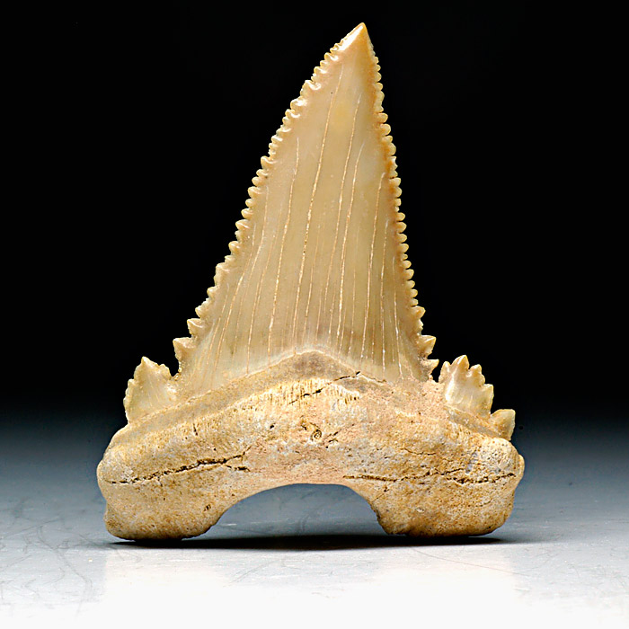 Haizahn, Palaeocarcharodon orientalis