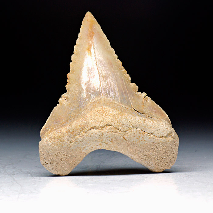 Haizahn, Palaeocarcharodon orientalis