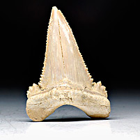 Haifischzahn aus Marokko, Palaeocarcharodon orientalis