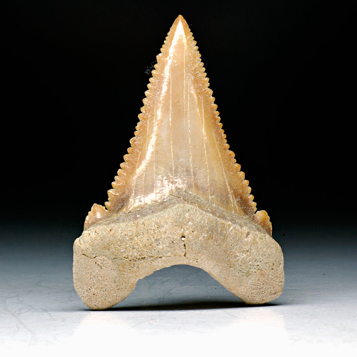 Haizahn, Palaeocarcharodon orientalis