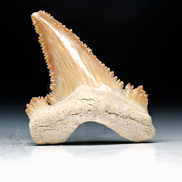 Haizahn, Palaeocarcharodon orientalis