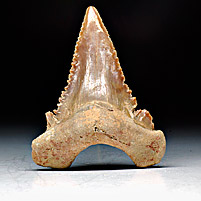 Haifischzahn aus Marokko, Palaeocarcharodon orientalis