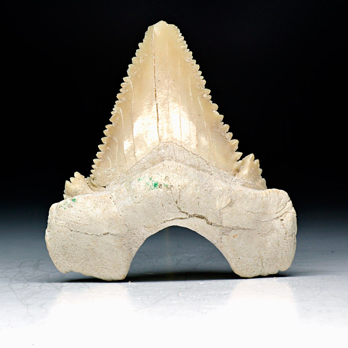 Haizahn, Palaeocarcharodon orientalis