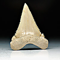 Haifischzahn aus Marokko, Palaeocarcharodon orientalis