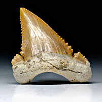Haifischzahn aus Marokko, Palaeocarcharodon orientalis