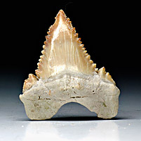 Haifischzahn aus Marokko, Palaeocarcharodon orientalis