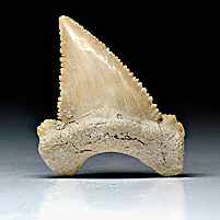 Haifischzahn aus Marokko, Palaeocarcharodon orientalis