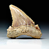 Haifischzahn aus Marokko, Palaeocarcharodon orientalis