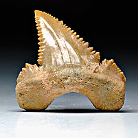 Haifischzahn aus Marokko, Palaeocarcharodon orientalis